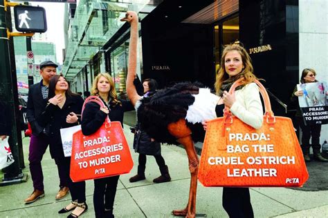 prada leather animal cruelty|how ethical is prada.